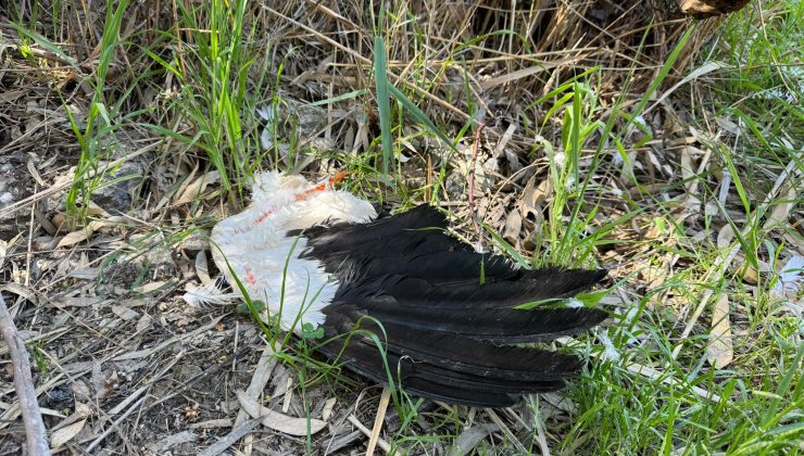 Hatay’da göç yolundaki leylekleri silahla vurdular